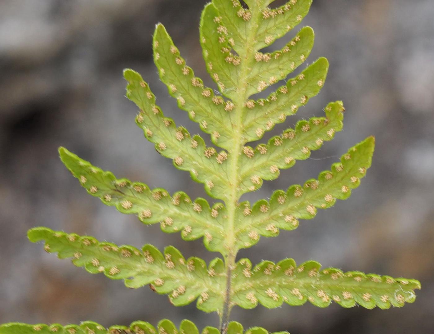 Fern, Beech fruit